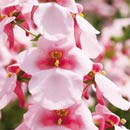 TwinspurFlirtation® Pink